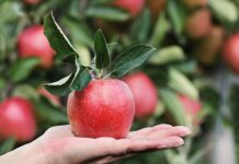 Ile można zjeść jabłek na pusty żołądek?