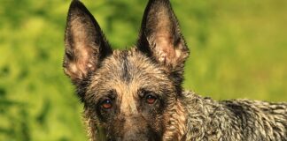 Dlaczego Zośka miał takie przezwisko?