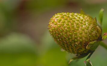 Czym jest dojrzałość umysłowa? Czym jest dojrzałość umysłowa?