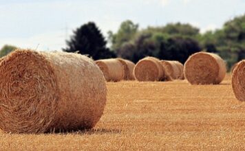 Jaka jest rola przedsiębiorcy w gospodarce?